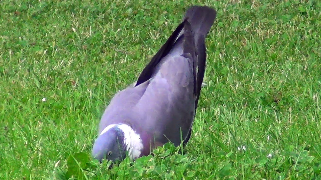 TÉLÉCHARGER PIGEON RAMIER CHANT GRATUIT GRATUITEMENT